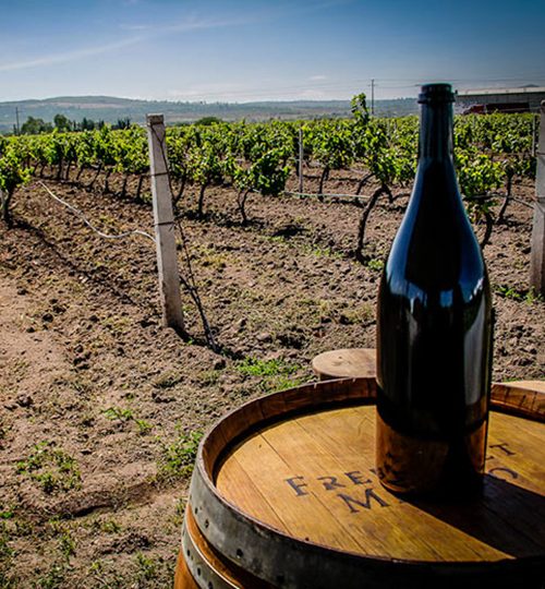 galeria-freixenet4